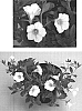 Petunia%20x%20hybrida%20%27Bluette%20White%27