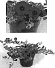 Petunia%20x%20hybrida%20%27MP201%27