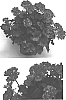 Pelargonium%20x%20hortorum%20%27Clips%20Rosspla%27