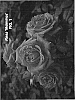 Rosa%20hybrida%20%27Meimiros%27