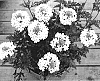 Verbena%20canadensis%20%27Miss%20Anne%27