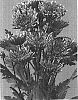Chrysanthemum%20morifolium%20%27Sizzleness%20Pink%27