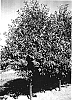 Prunus%20L.%20%27Piku%203%27