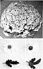 Chrysanthemum%20x%20morifolium%20%27Sercia%27