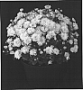 Chrysanthemum%20x%20morifolium%20%27Sunny%20Yogretchen%27