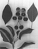 Prunus%20avium%20%27Glenrock%27
