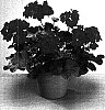 Pelargonium%20zonale%20%27Fisrodark%27