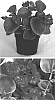 Begonia%20semperflorens%20%27Gum%20Drop%20Red%27