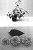 Lantana%20camara%20%27Balandpawn%27