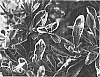 Pyracantha%20hybrida%20%27Cadvar%27