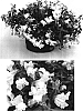 Antirrhinum%20x%20hybrida%20%27Sulte%20Litpinka%27
