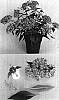 Pentas%20lanceolata%20%27Lava%20Rose%27