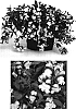 Antirrhinum%20x%20hybrida%20%27Sulte%20Redyel%27