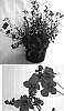 Diascia%20x%20hybrida%20%27Coditer%27