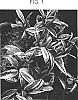 Pachycentria%20formosana%20%27Gifu%20Variegated%27
