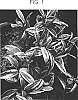 Pachycentria%20formosana%20%27Gifu%20Variegated%27