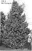 Ilex%20x%20koehneana%20%27Conayule%27