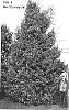 Ilex%20x%20koehneana%20%27Conayule%27