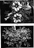 Calibrachoa%20species%20%27Kakegawa%20S69%27