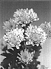 Chrysanthemum%20morifolium%20%27Sizzleness%20Yellow%27