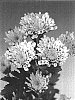 Chrysanthemum%20morifolium%20%27Sizzleness%20Yellow%27