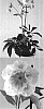 Helleborus%20orientalis%20%27HGC%20Double%20Surprise%27