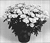 Chrysanthemum%20morifolium%20%27Spritza%20Time%20Yellow%27