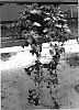 Asarina%20lophospermum%20x%20Asarina%20erubescens%20%27Sun-Asaro%27