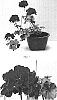 Pelargonium%20peltatum%20%27Balcolreim%27