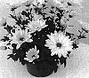 Chrysanthemum%20morifolium%20%27Stereophonics%27