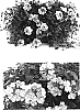 Verbena%20hybrida%20%27Lan%20Peachy%27