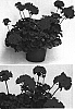 Pelargonium%20x%20hortorum%20%27Clips%20Scarl%27