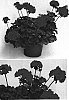Pelargonium%20x%20hortorum%20%27Clips%20Scarl%27