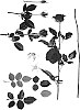 Rosa%20hybrida%20%27Interyassor%27