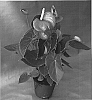Anthurium%20andreanum%20%27Rijn200128%27