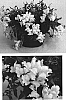 Antirrhinum%20x%20hybrida%20%27Sulte%20Lityel%27