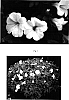 Calibrachoa%20species%20%27Kakegawa%20S65%27
