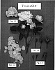 Rosa%20hybrida%20%27POULcs014%27