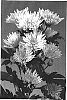 Chrysanthemum%20morifolium%20%27Sizzleness%20Green%27