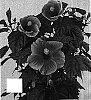 Hibiscus%20rosa-sinensis%20%27Denver%27