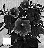 Hibiscus%20rosa-sinensis%20%27Denver%27