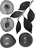 Prunus%20salicina%20%27Holiday%27