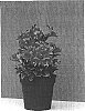 Alstroemeria%20hybrid%20%27Roselind%27
