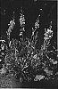 Gaura%20lindheimeri%20%27Walgaupf%27