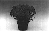 Chrysanthemum%20morifolium%20%27Hercules%27