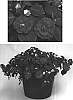 Impatiens%20walleriana%20%27Cobimpto%27