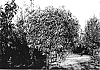Malus%20mill.%20%27Uebo%27