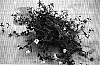 Torenia%20hybrida%20%27Sunrenilahopas%27