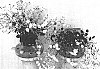 Campanula%20x%20haylodgensis%20hort%20%27PKMh04%27