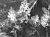 Plectranthus%20hybrida%20%27K111201%27